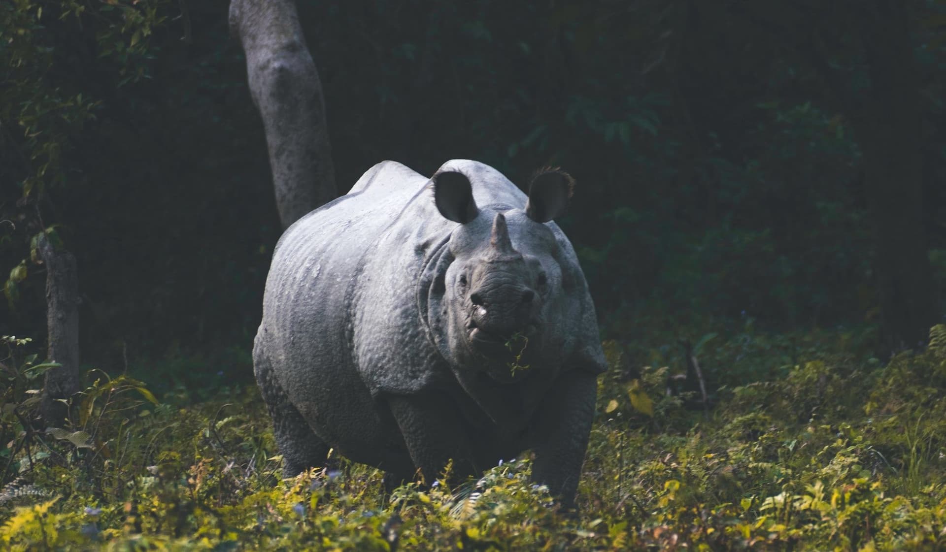 Kaziranga National Park