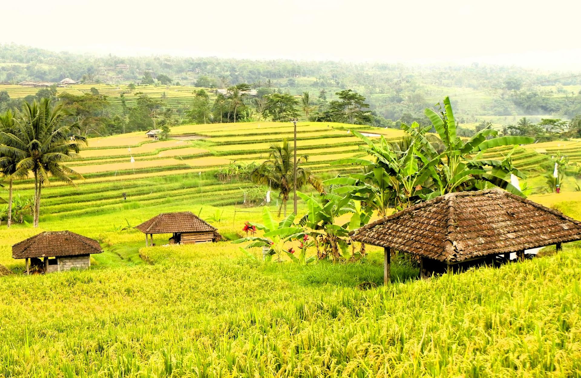 Pedal Through Verdant Rice-Paddy Valleys