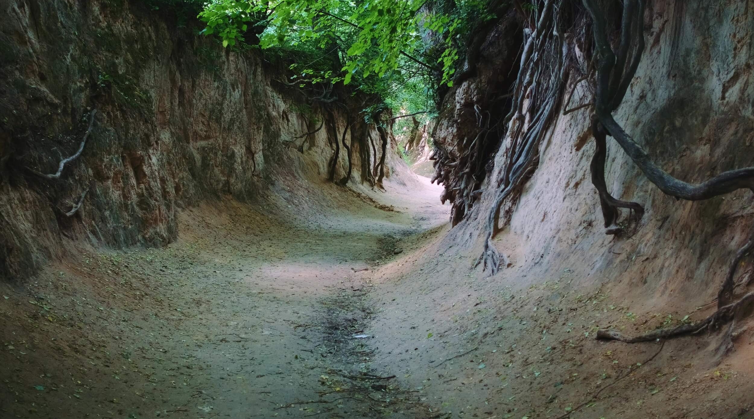 loess ravine in kazimierz dolny