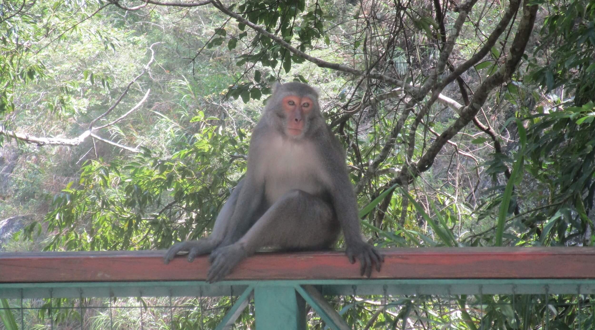 Taiwan Monkey