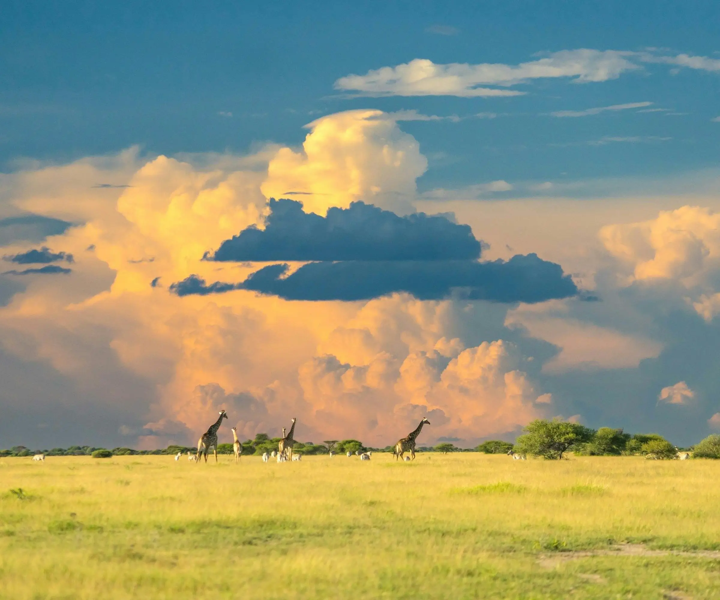 botswana_unsplash