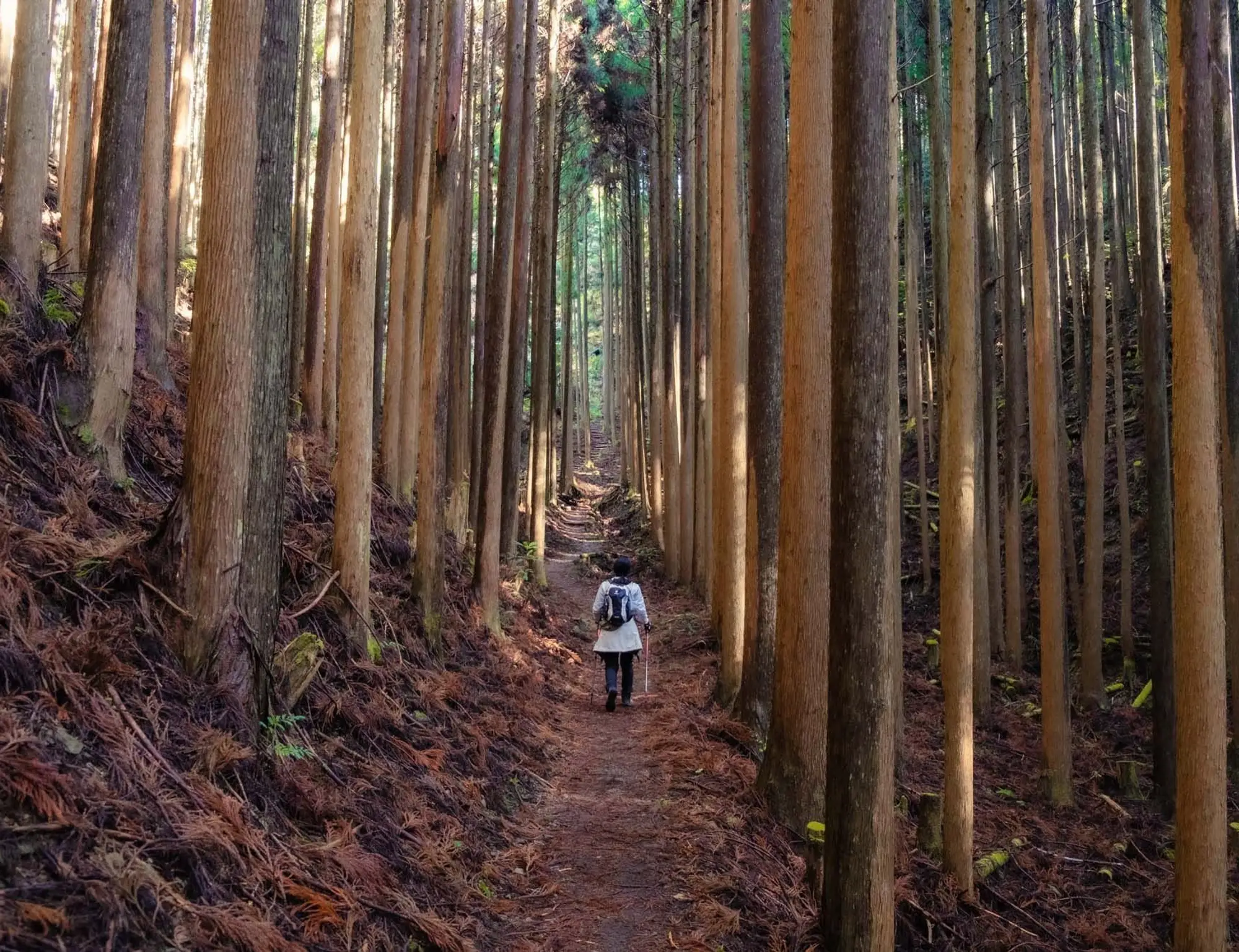 Kumano Kodo and Ise Hiking and Walking Tour